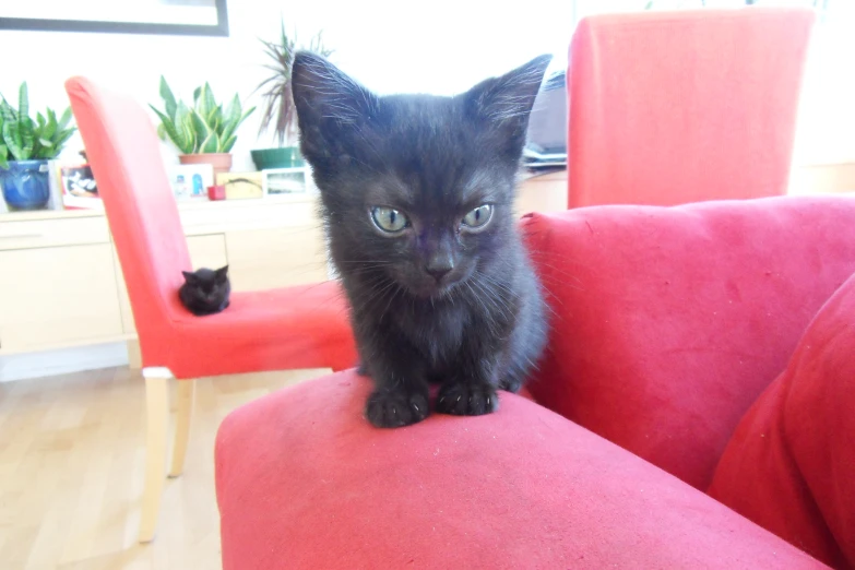 a black cat sitting on top of a red couch