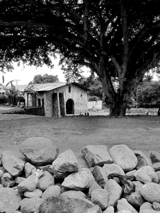 a tree that is standing next to a house