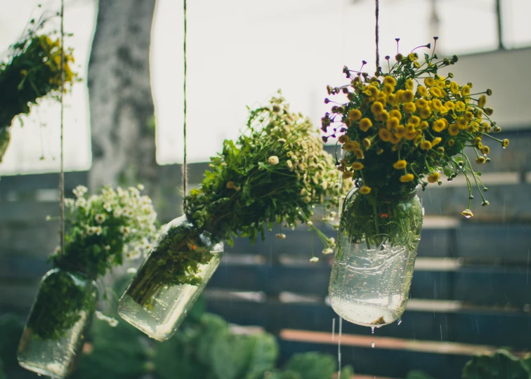 three clear mason jars full of water and green plants hanging from them