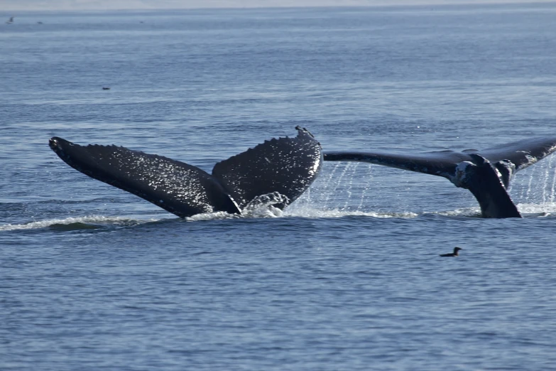 a large whale flups out of the water