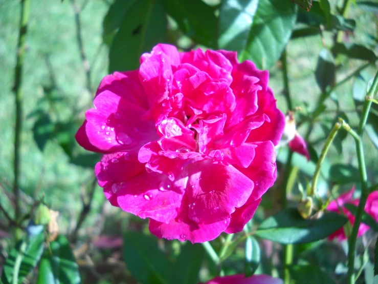 close up of a bright pink rose on a bush