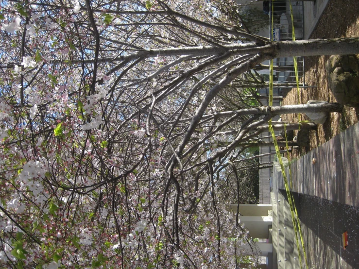 flowers on trees lining a sidewalk lined with yellow tape