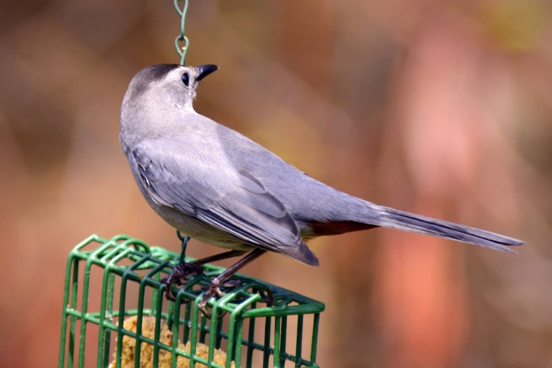 a bird hanging off a bird feeder near some berries