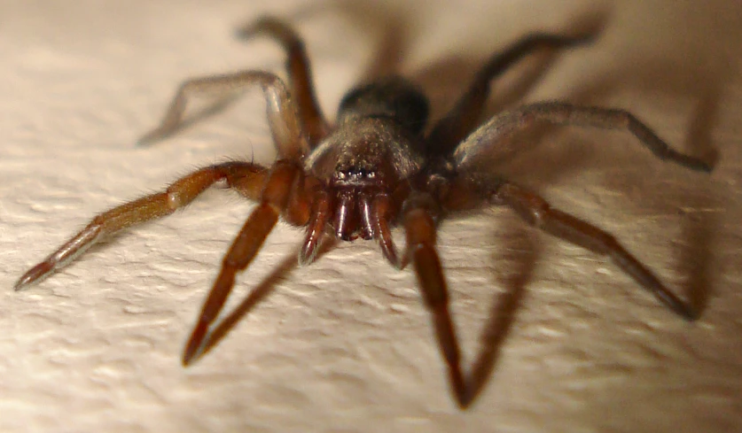 a large spider is sitting on the table