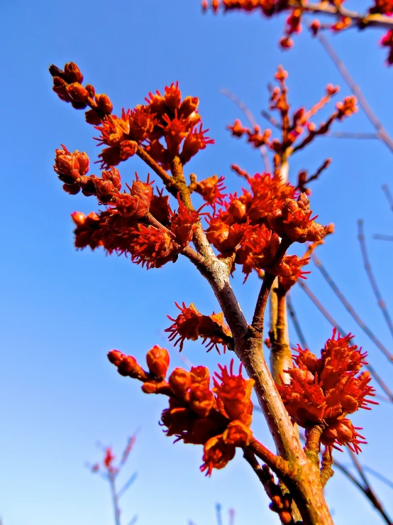 the tree nch has red flowers that are close to each other