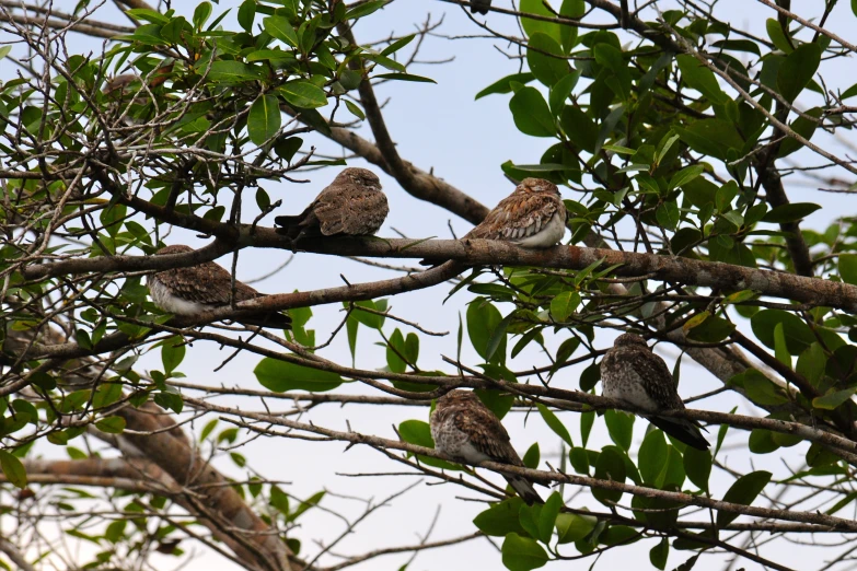 several birds sitting in the middle of the tree