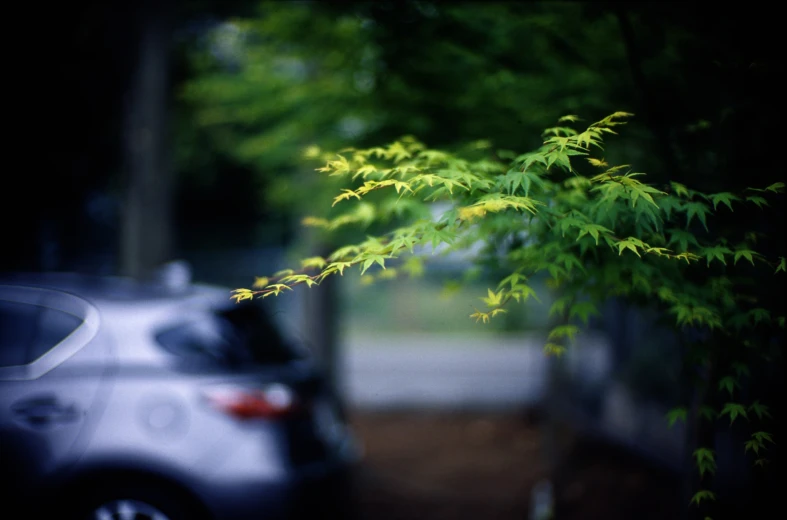 green leaves on a tree behind a car