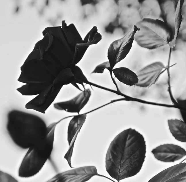 a black rose with some leaves around it