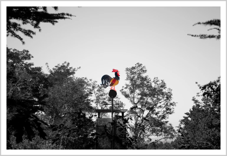 a rooster standing on top of a metal pole