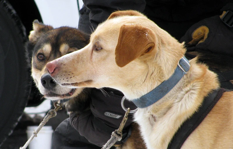 two dogs standing next to each other wearing coats