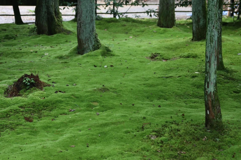 a patch of green grass with some trees and fence in the background