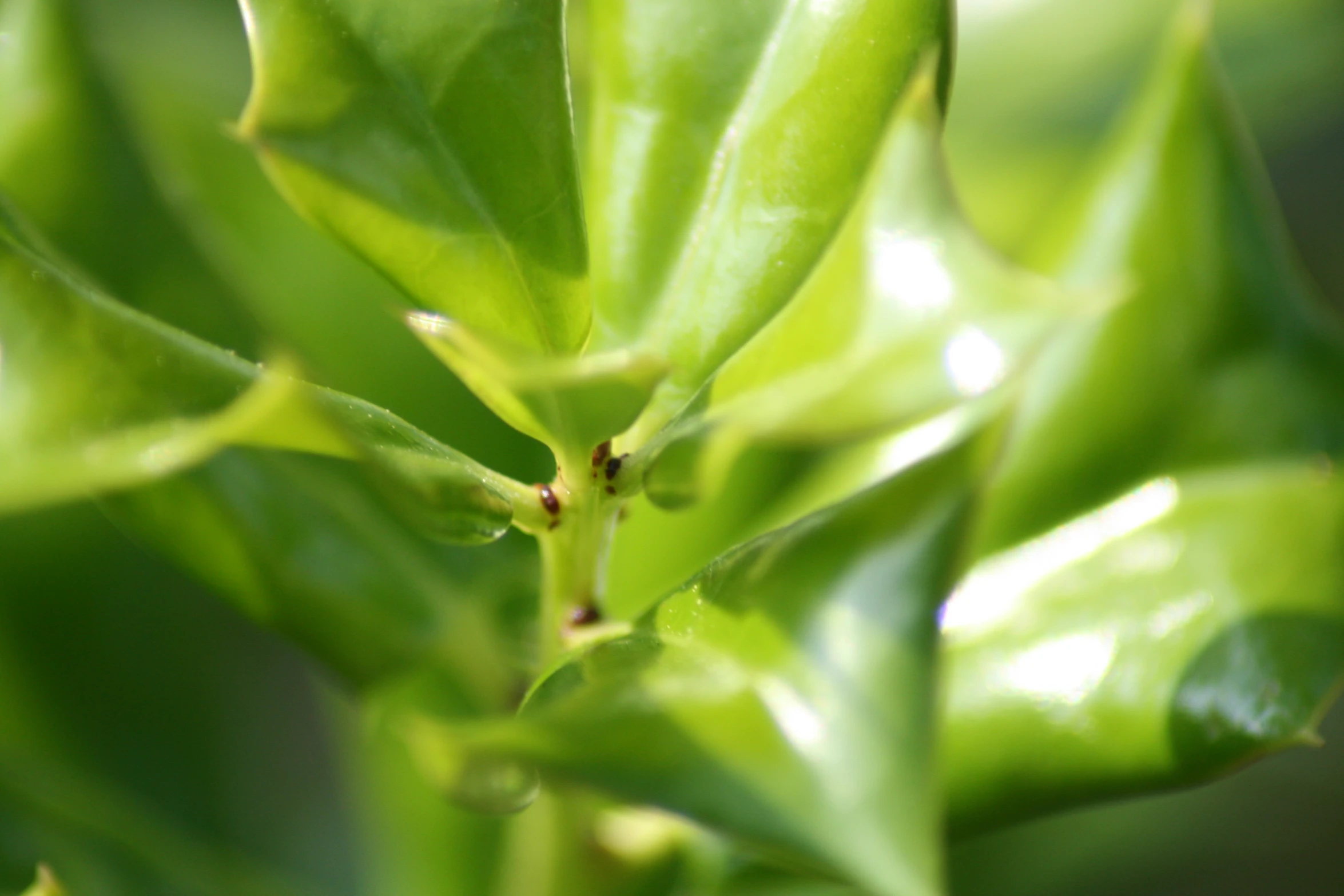 a closeup s of a green leaf