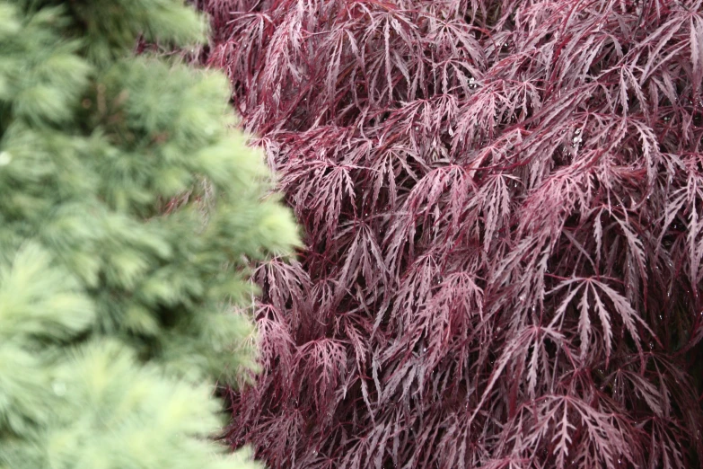 the leaves and trees in the rain are turning red