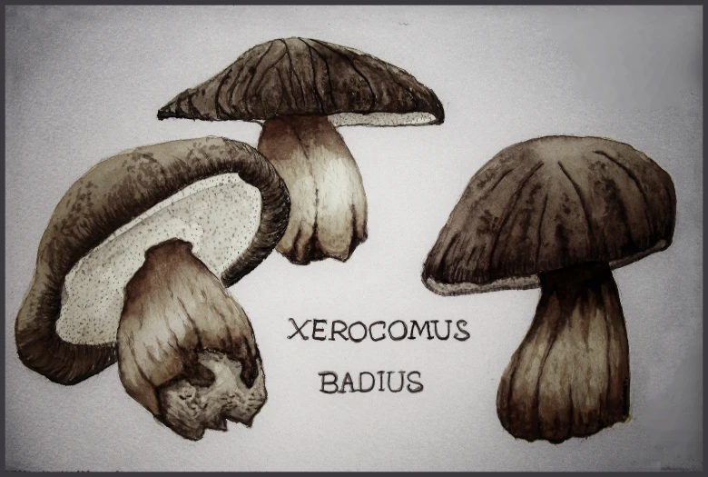 a drawing of two mushrooms with the words xerooomus badus