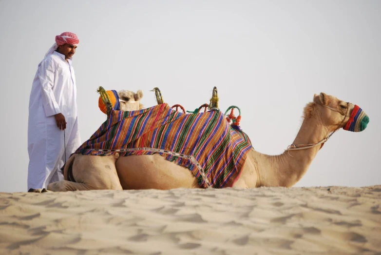 the man is standing near the three camels on the sand