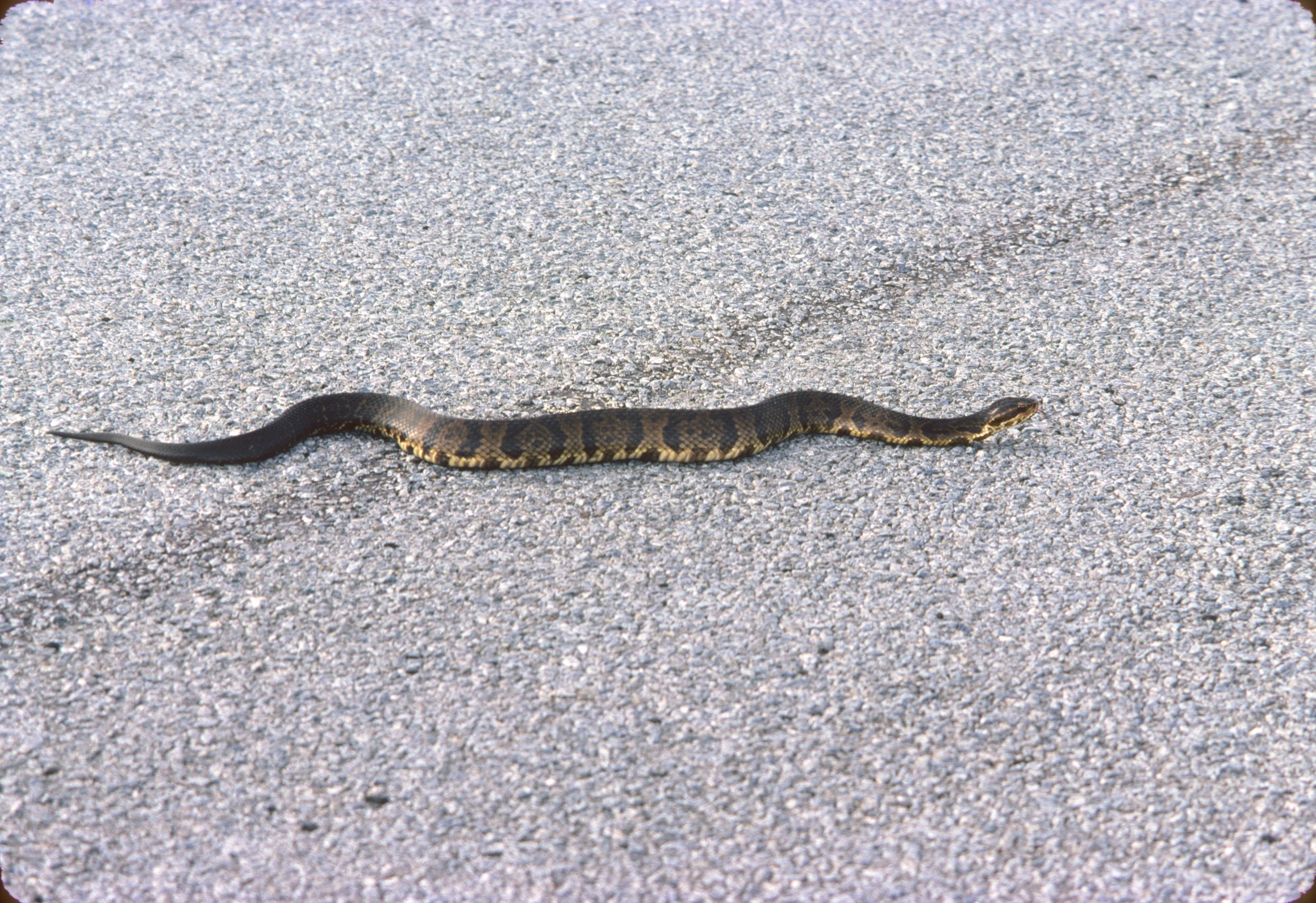 the brown caterpillar is crawling down the side walk