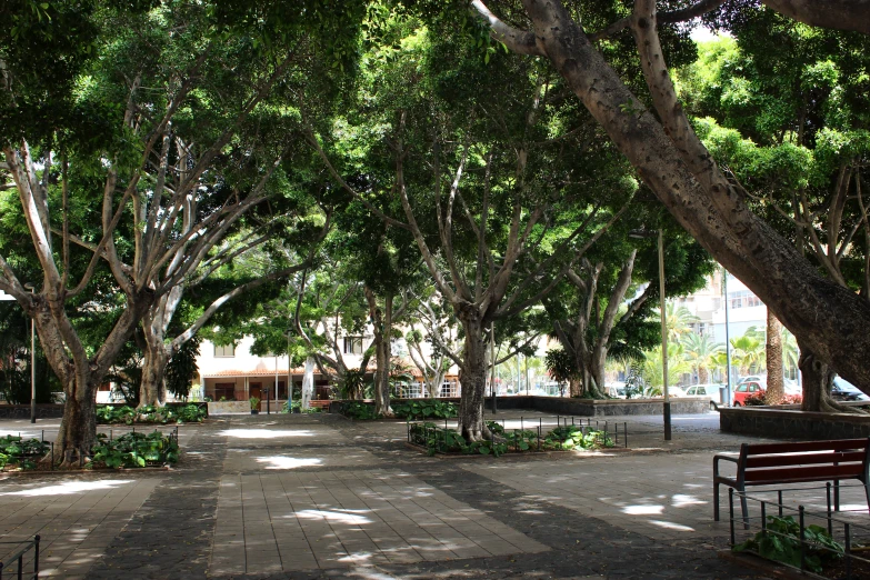 a brick sidewalk in the middle of a large forest