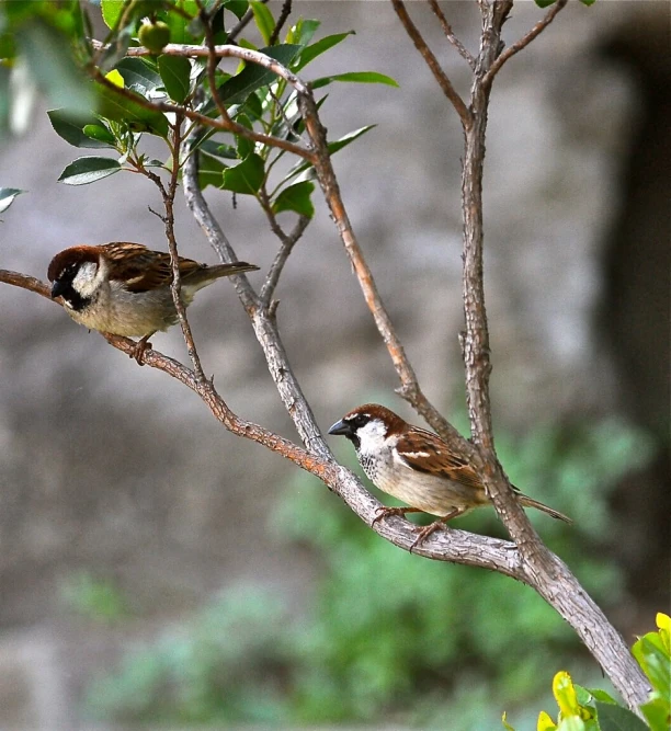 two birds sit in the middle of a tree nch