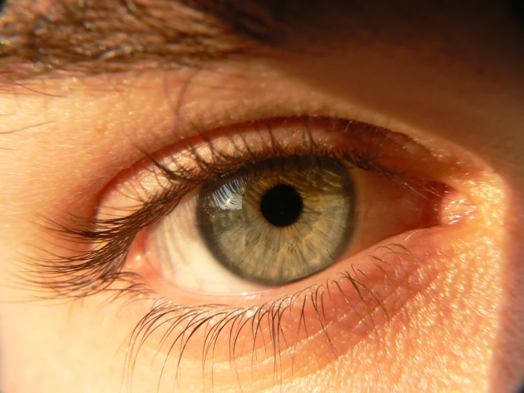 an up close po of a blue eye