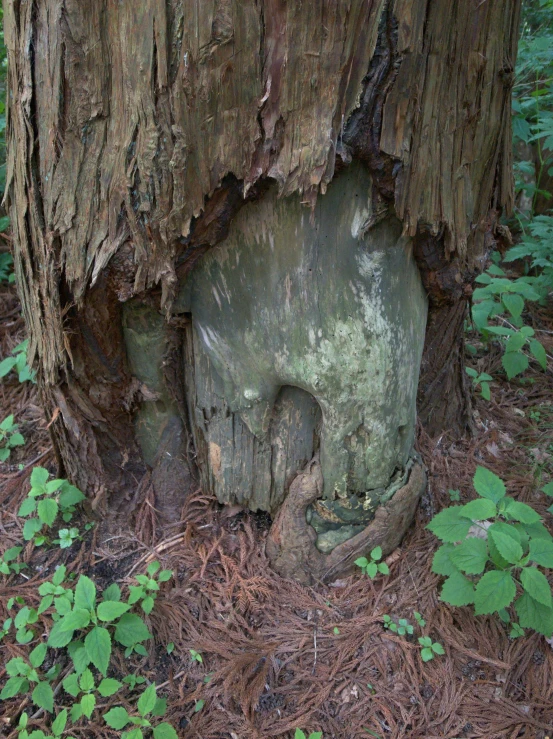 a tree stump surrounded by leaves and twigs