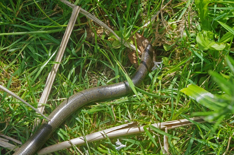 a small snake curled in the grass outside