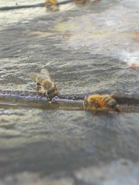 some bees that are standing in the water