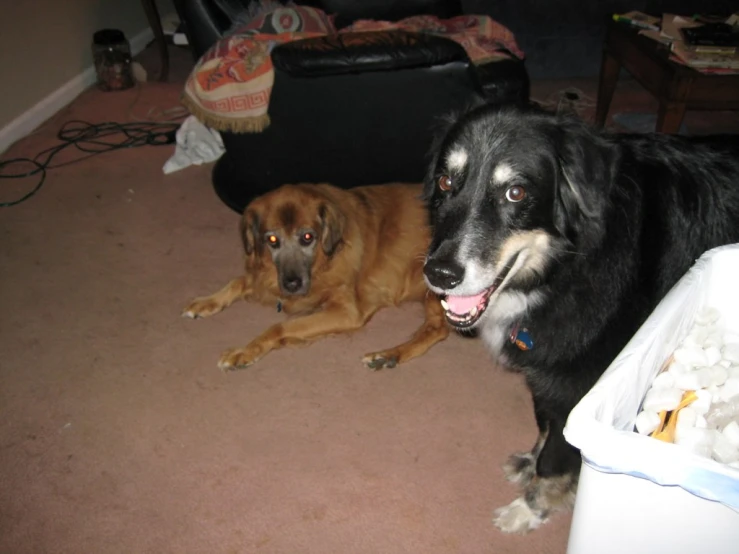 two dogs laying on the floor with a messy rug