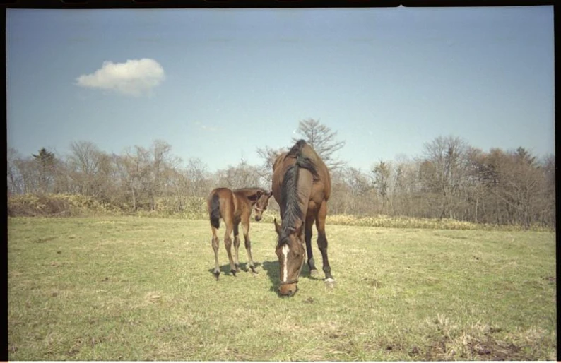 an image of an adult and baby horse in a field