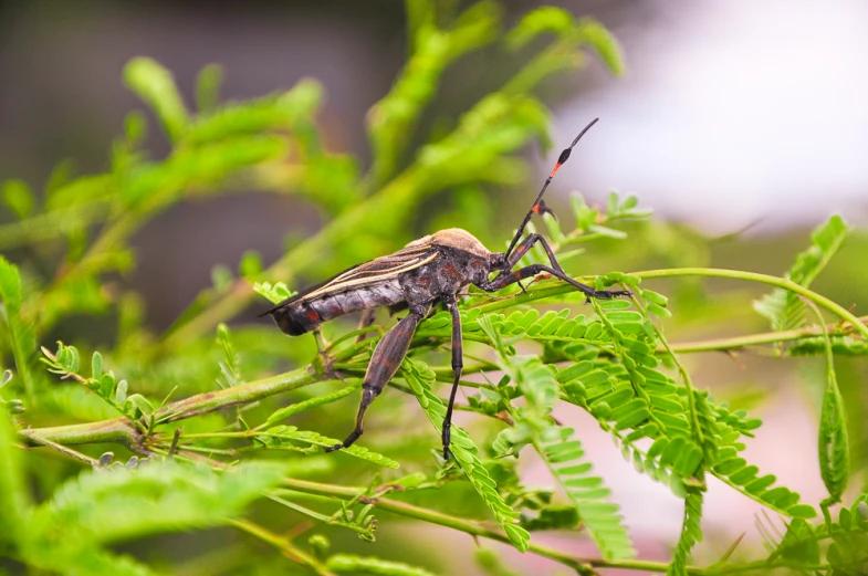 a bug is resting on the leaves of a tree