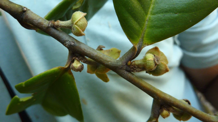 there is a buds blooming on a tree nch