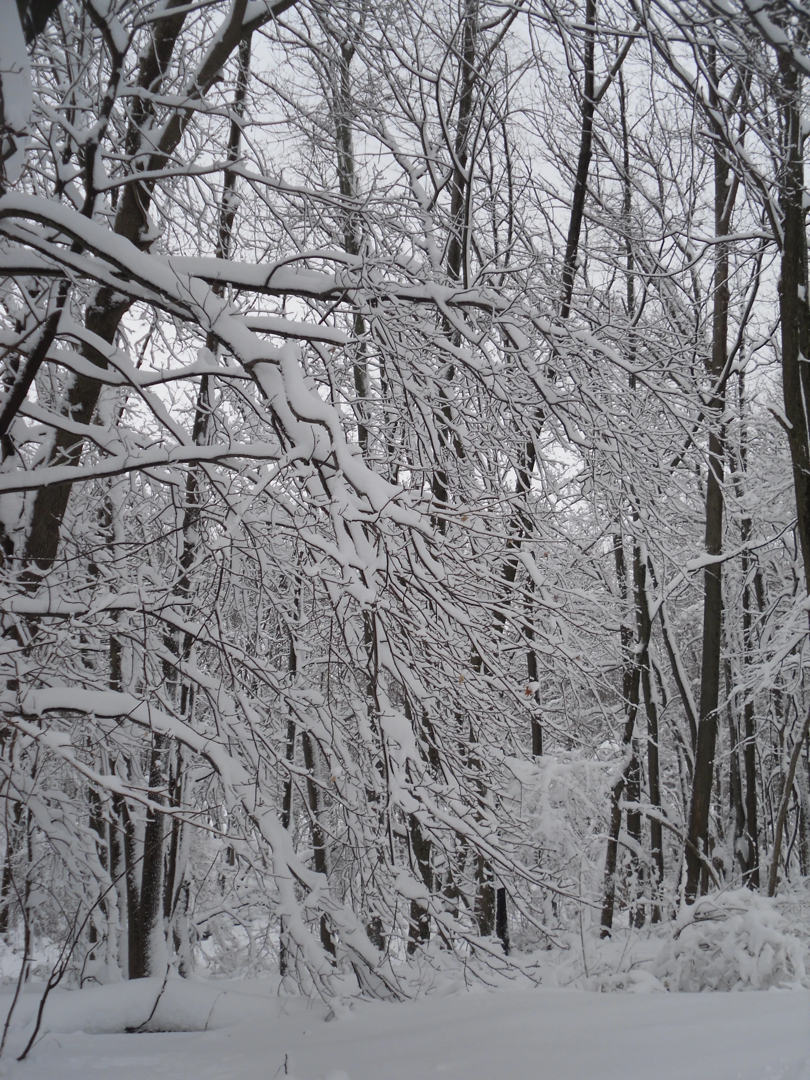 there is snow on the ground and a large forest