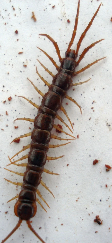 a brown and black bug on the ground