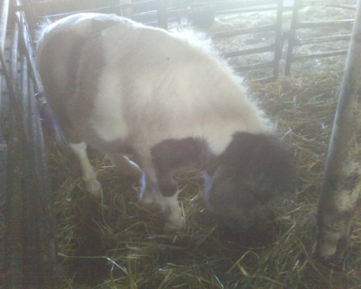 a small sheep feeds on hay inside a fence