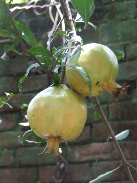 two ripe fruit hanging from a nch next to a brick wall