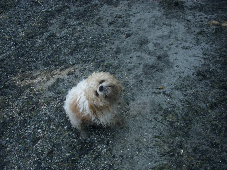 a little dog on its back legs and head