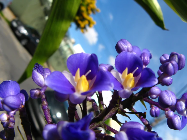 purple and yellow flowers against a blue sky