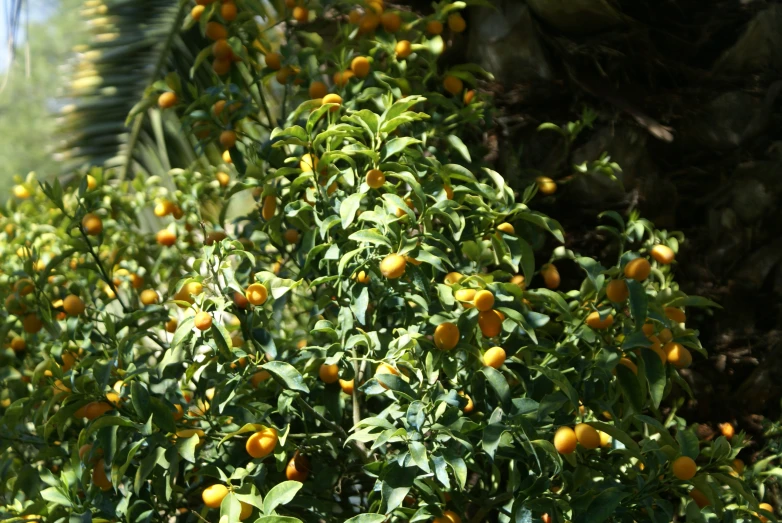 a tree with many oranges on it near some trees