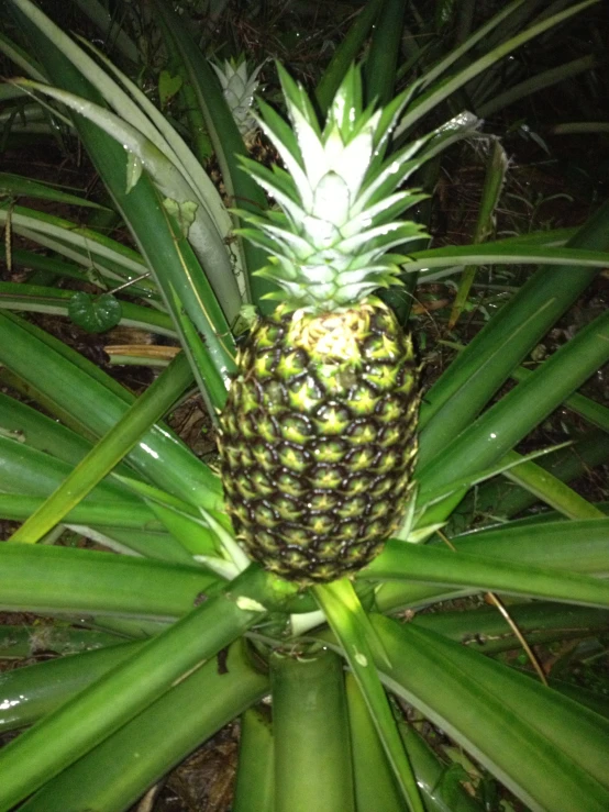 a pineapple that has been growing on the tree