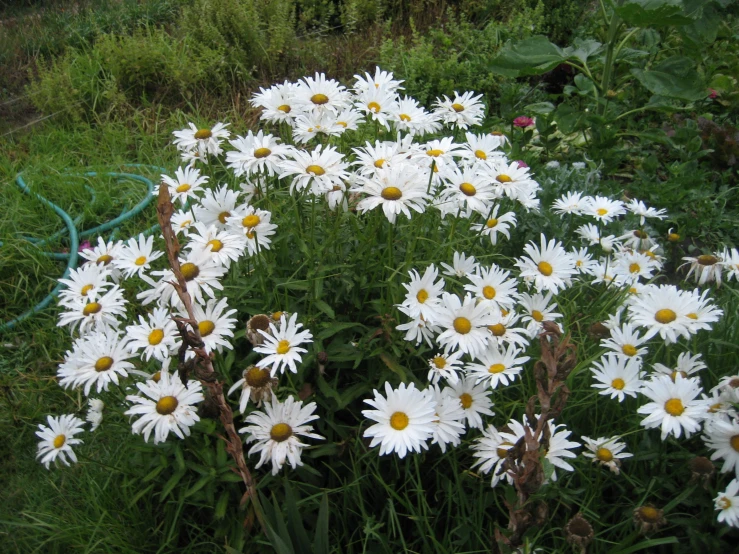 a field of daisies with the green in the background
