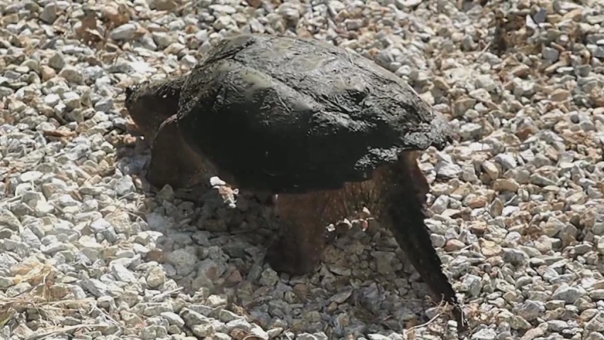 a small turtle crawling across the gravel in its burr hole