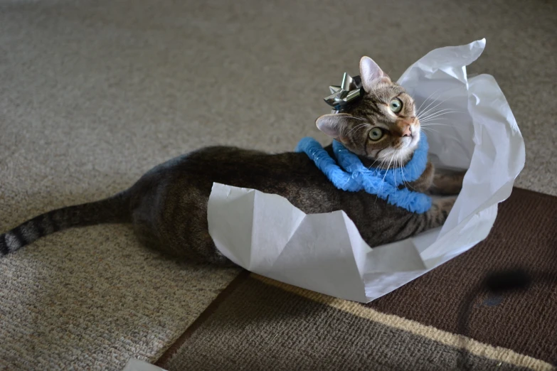 a cat wearing a crown on its head