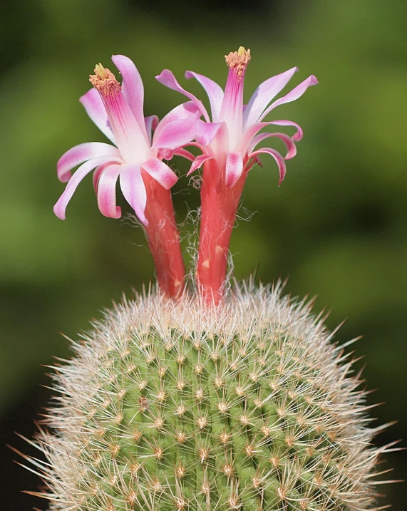 two pink flowers bloom on top of a cactus