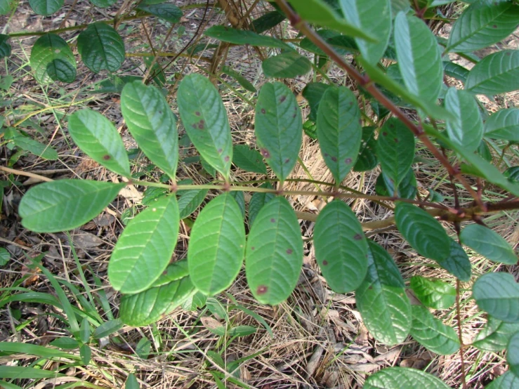 many leaves on a tree in a forest