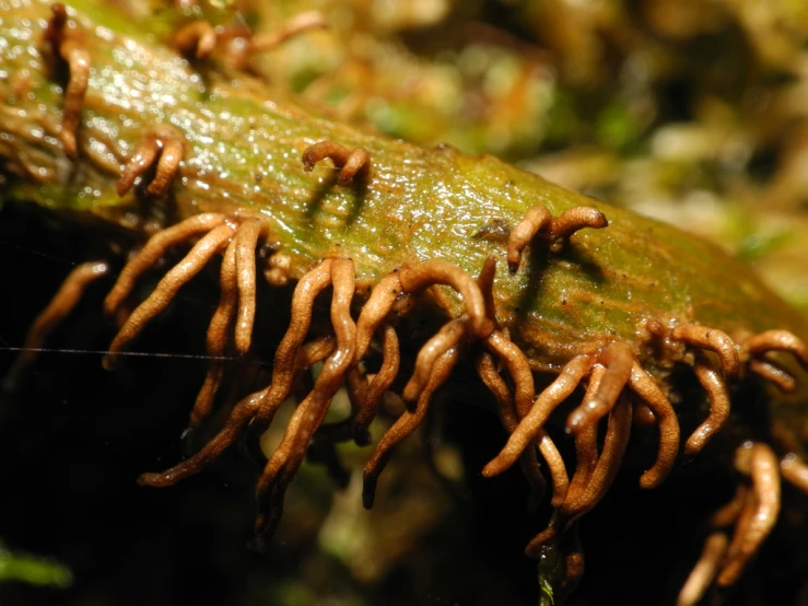 closeup of green moss with brown bugs on it