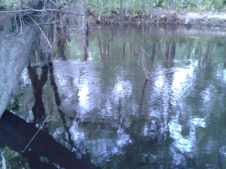 trees reflected in the water on a forest lake