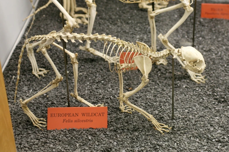 a skeleton dog standing next to a sign that says european wildcat foal drivers