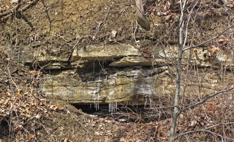 the rock face is in the woods next to some bushes