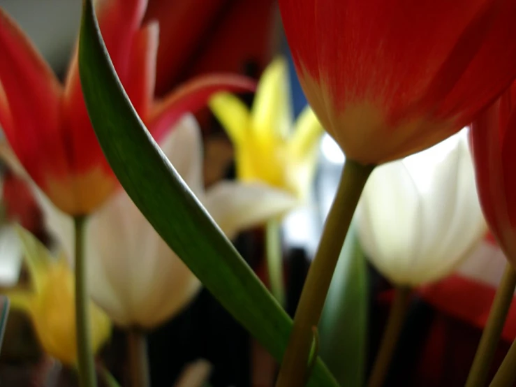 tulips are shown next to each other with buds coming out