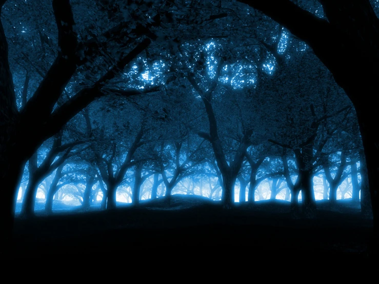 a group of trees in the forest are blue with lights on them