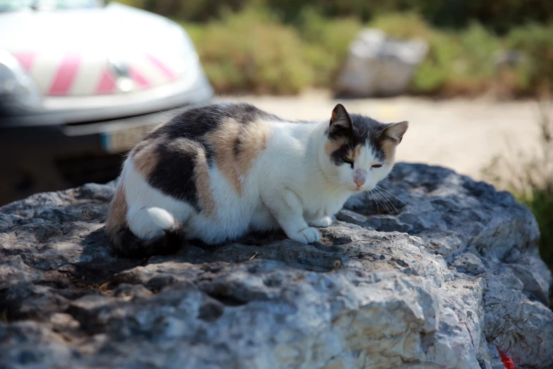 cat sitting on a rock with it's head looking towards the distance
